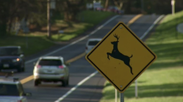 Deer crossing signs and deer near the road
